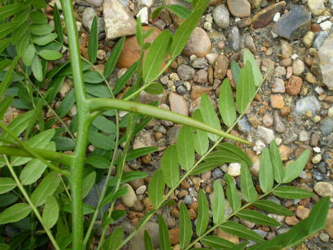 Image of Honey Locust