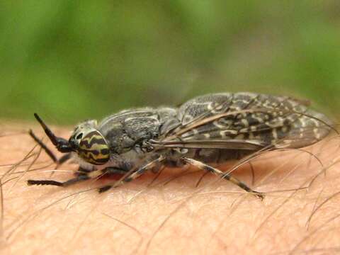 Image of common horse fly