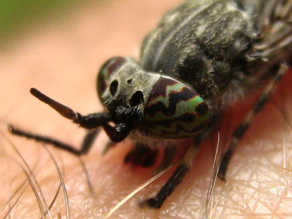 Image of common horse fly