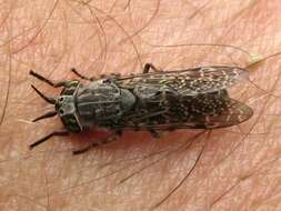 Image of common horse fly