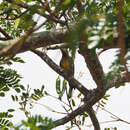 Image of Cuban Green Woodpecker