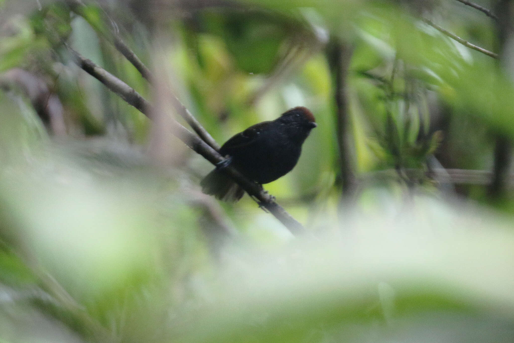 Image of Bicolored Antvireo