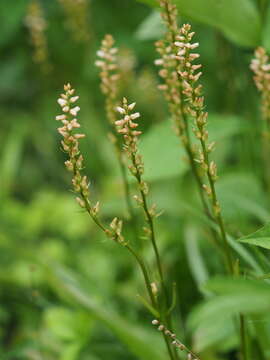 Image of Aletris foliata (Maxim.) Makino & Nemoto