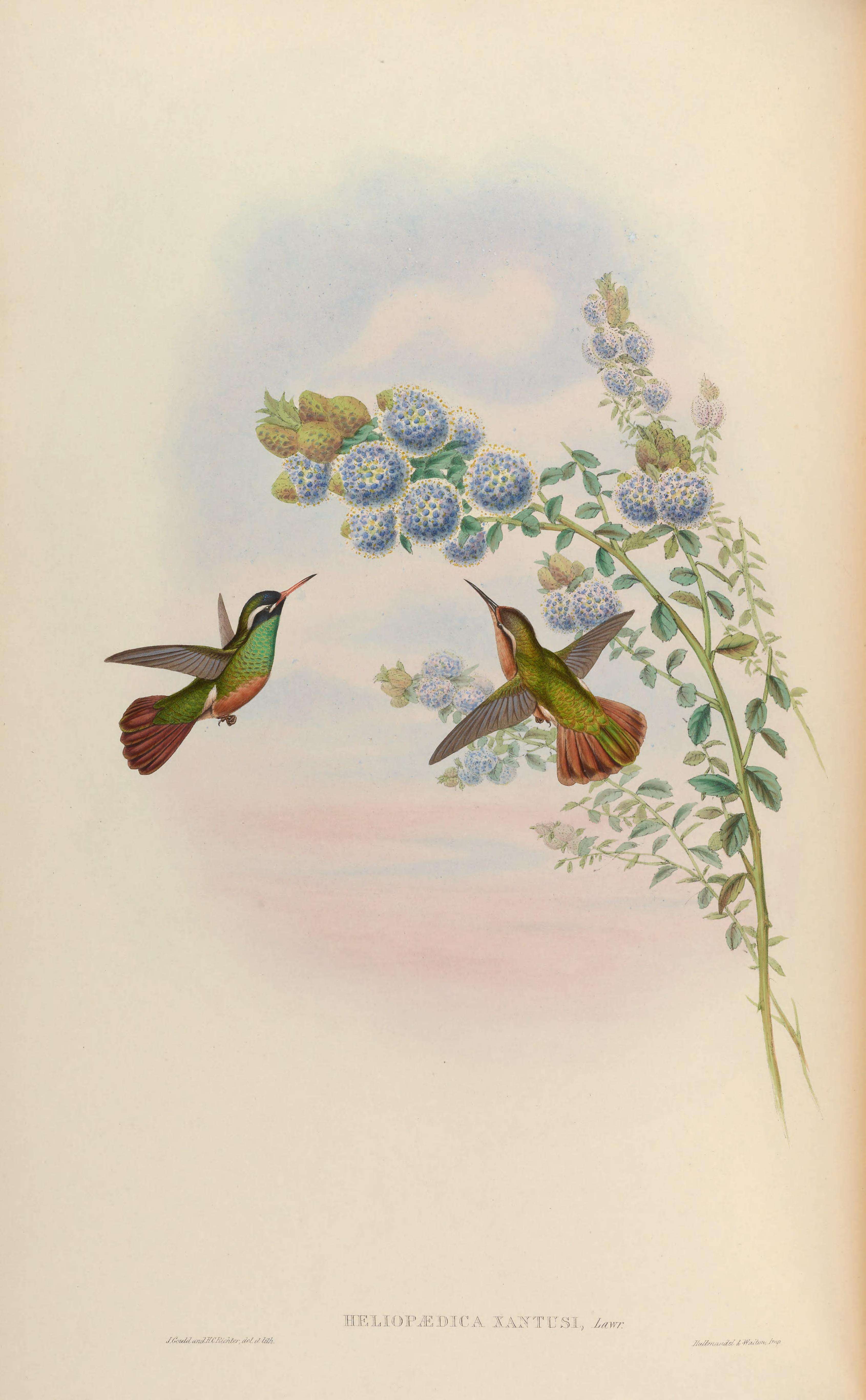 Image of Xantus's Hummingbird