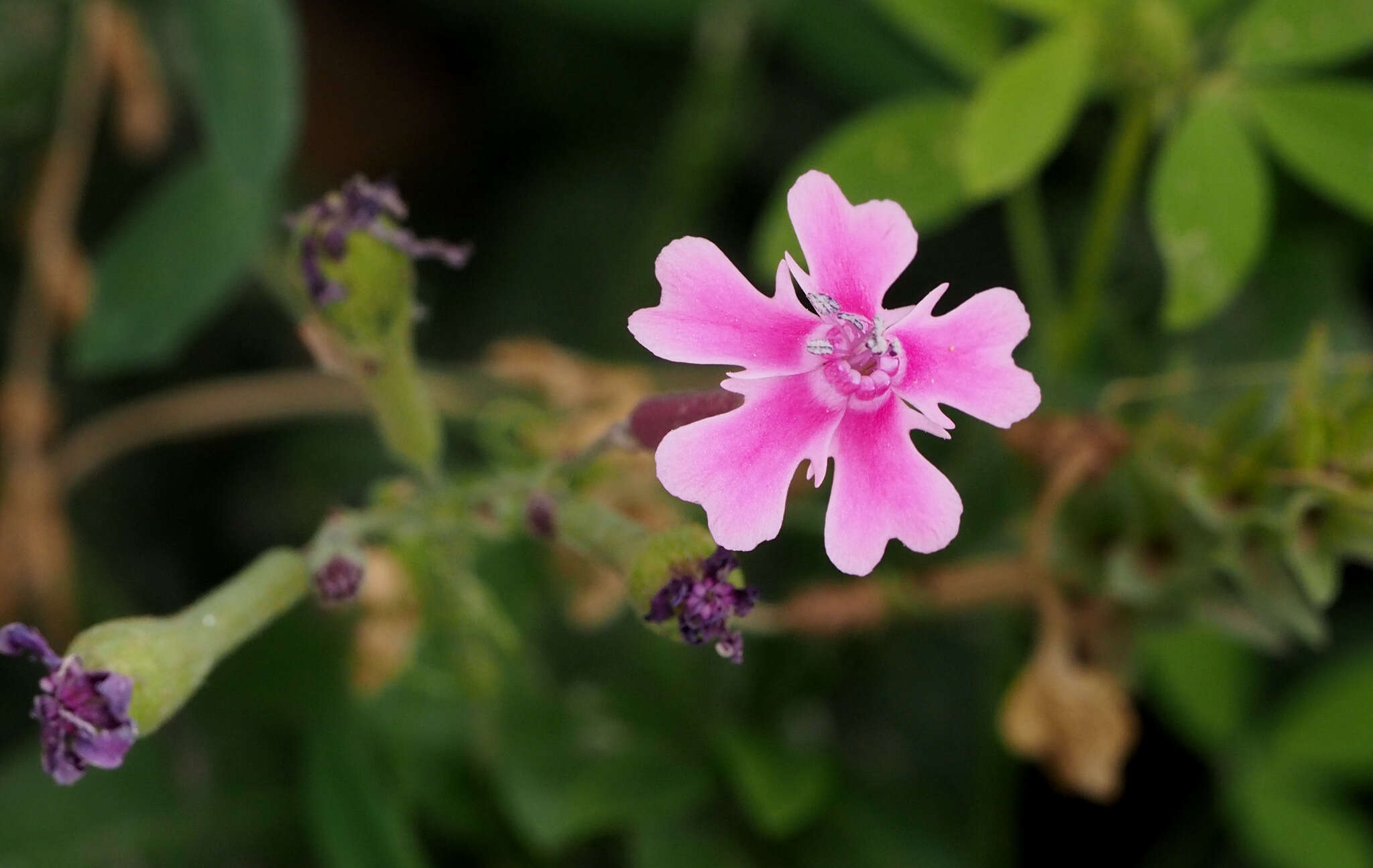 Silene aegyptiaca (L.) L. fil.的圖片