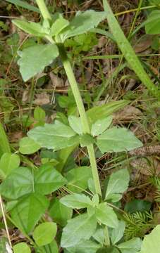 Sivun Sutera polyantha (Benth.) Kuntze kuva