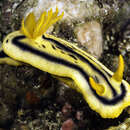 Image de Chromodoris joshi Gosliner & Behrens 1998