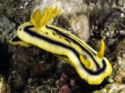 Image of Chromodoris joshi Gosliner & Behrens 1998