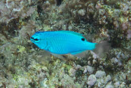 Image of Sapphire Demoiselle