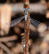 Image of Northern Spreadwing