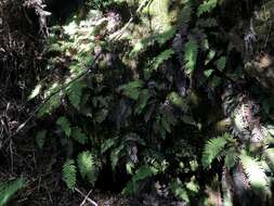 Image of Forest Plume Fern