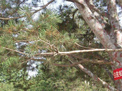 Image of Bunge's pine