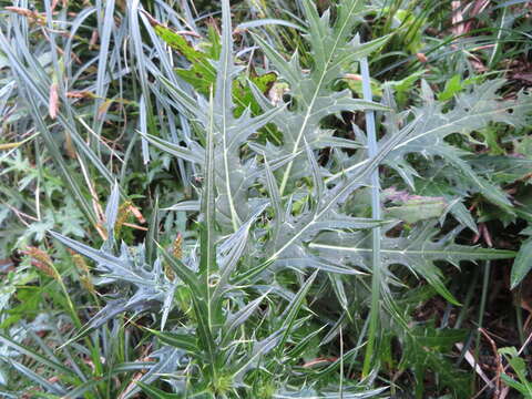 Imagem de Cirsium nipponicum (Maxim.) Mak.