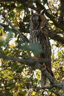 Image of Long-eared Owl