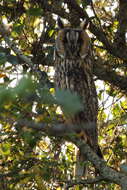 Image of Long-eared Owl