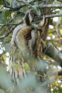 Image of Long-eared Owl