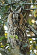 Image of Long-eared Owl