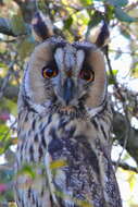 Image of Long-eared Owl