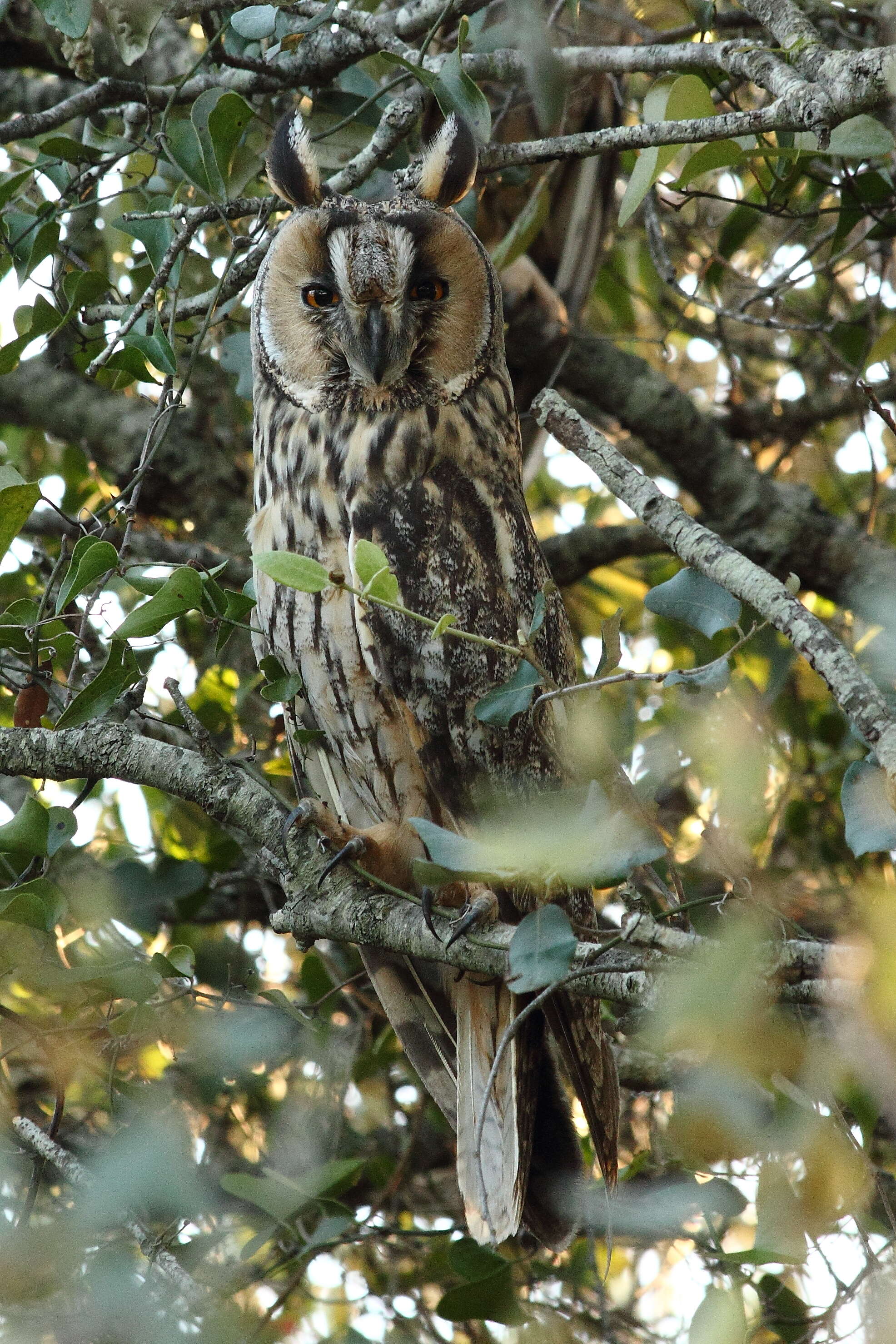 Image of Long-eared Owl