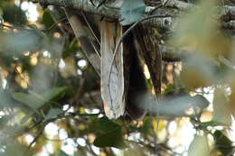 Image of Long-eared Owl