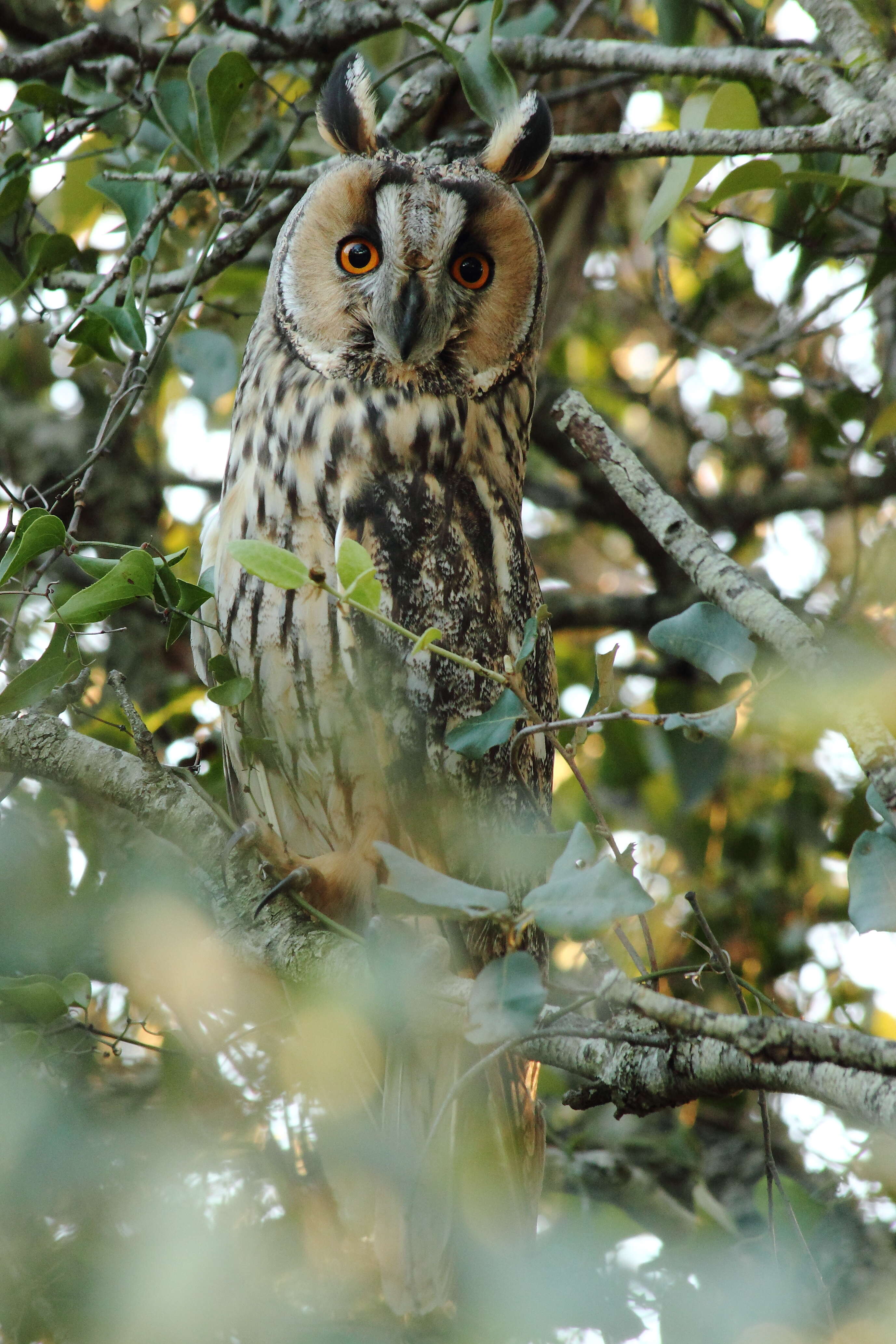 Image of Long-eared Owl