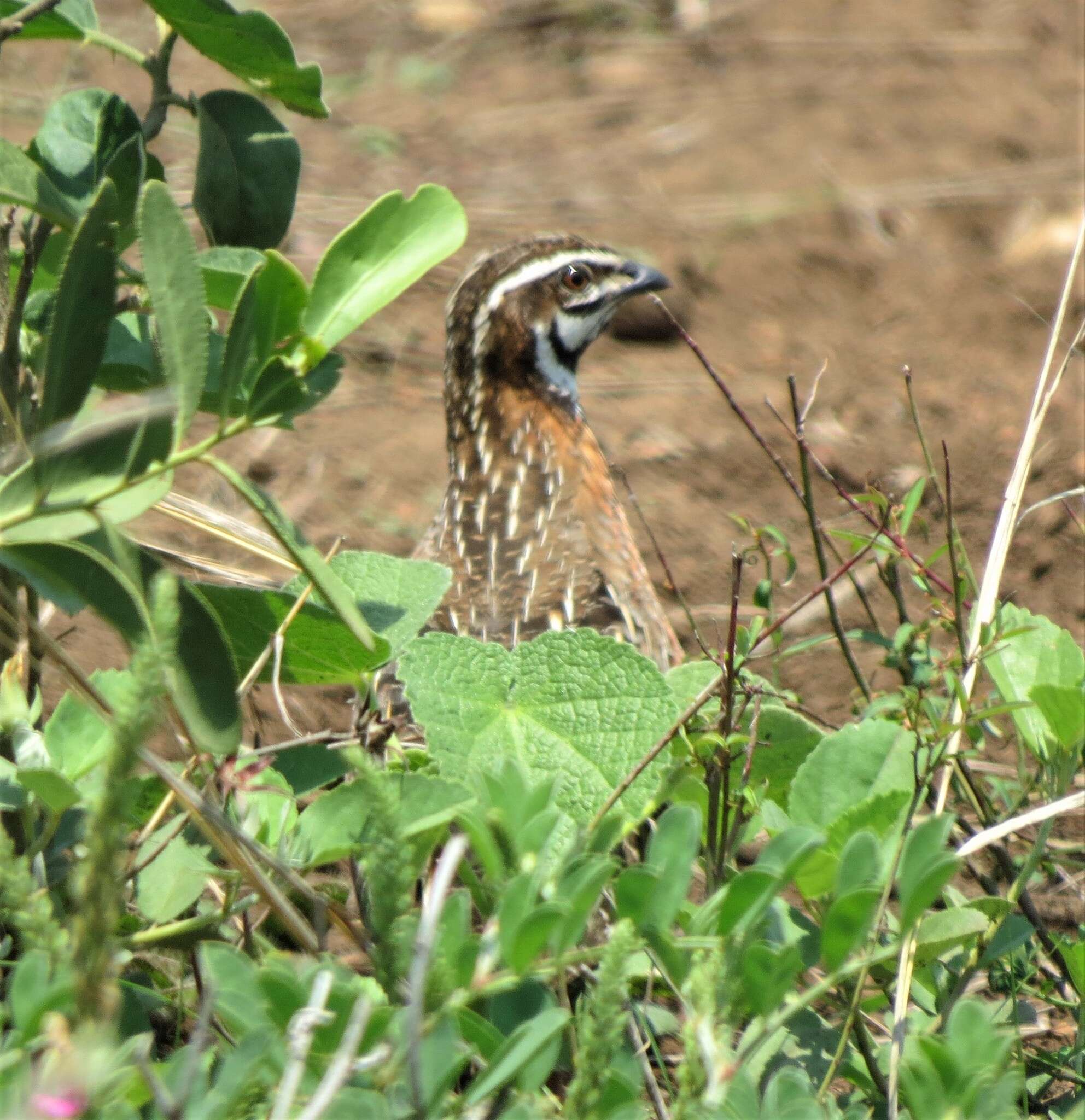 Image of Harlequin Quail