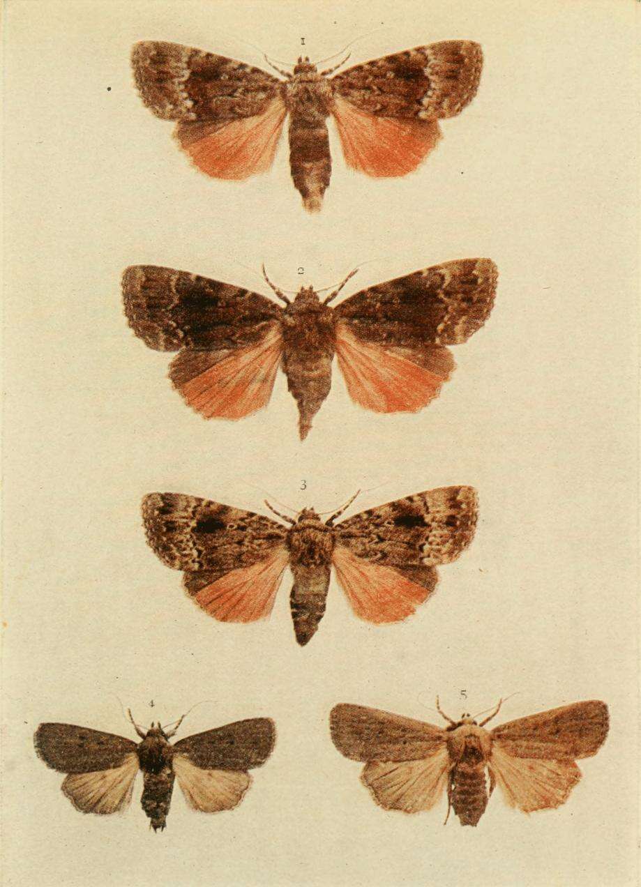 Слика од Amphipyra tragopoginis Clerck 1759