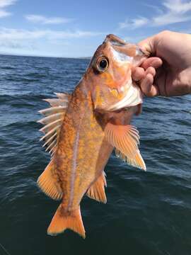 Image of Canary rockfish