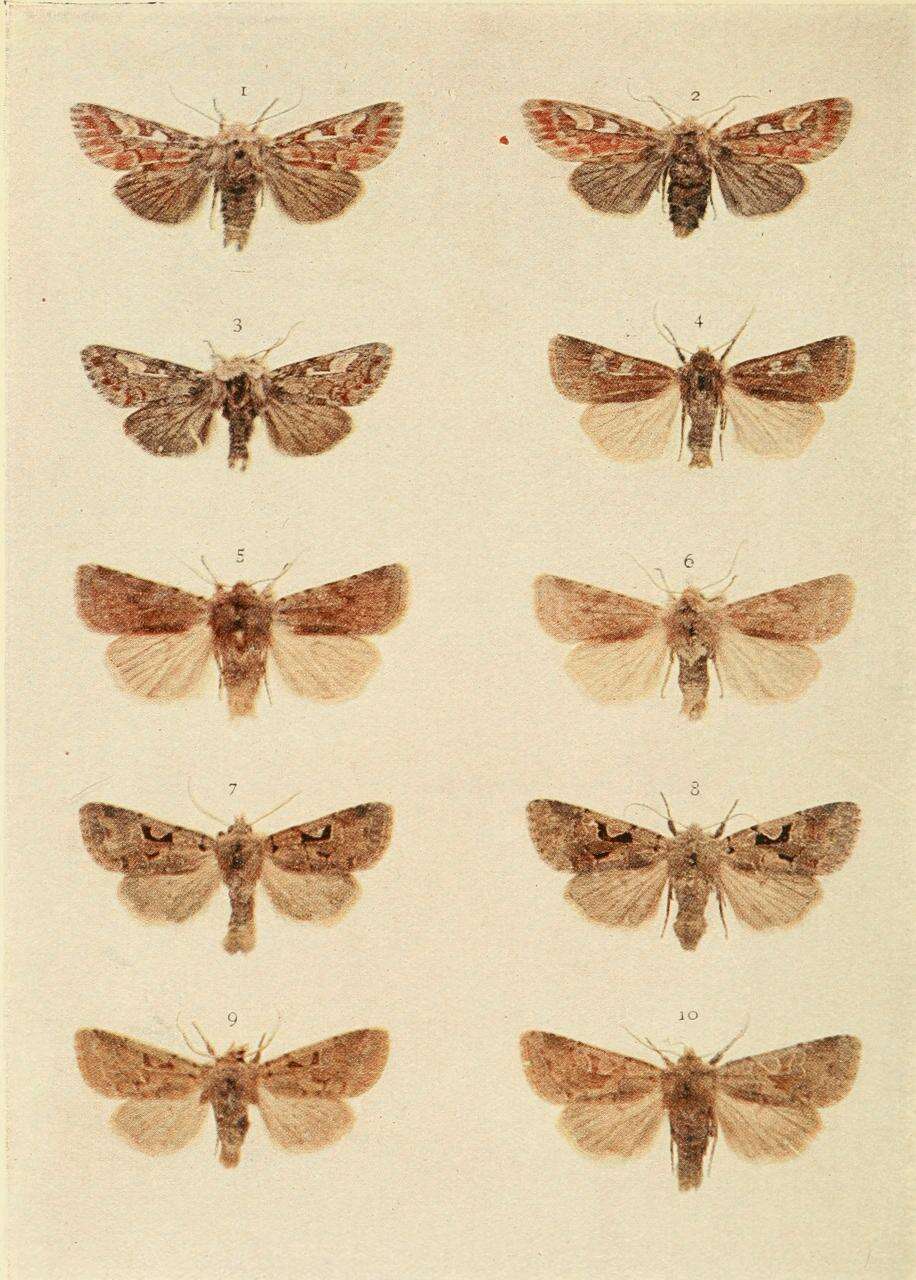 Слика од Cerastis leucographa Schiffermüller 1775