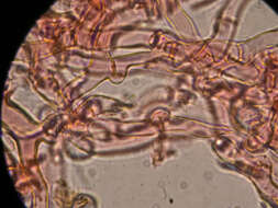 صورة Hypochnicium punctulatum (Cooke) J. Erikss. 1958