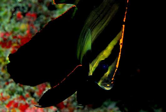 Image of Longfin batfish