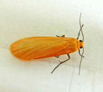 Image of orange footman