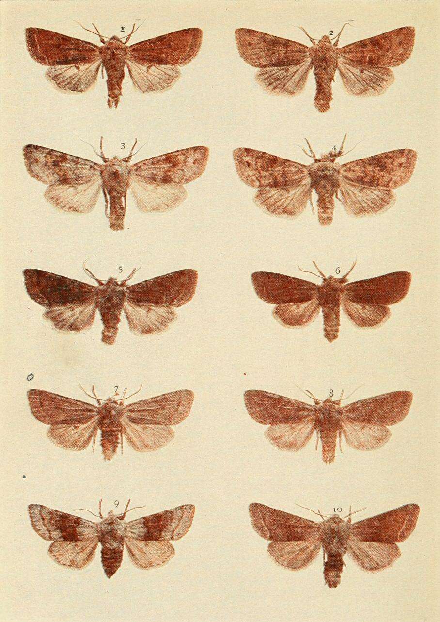 Слика од Orthosia opima Hübner 1827