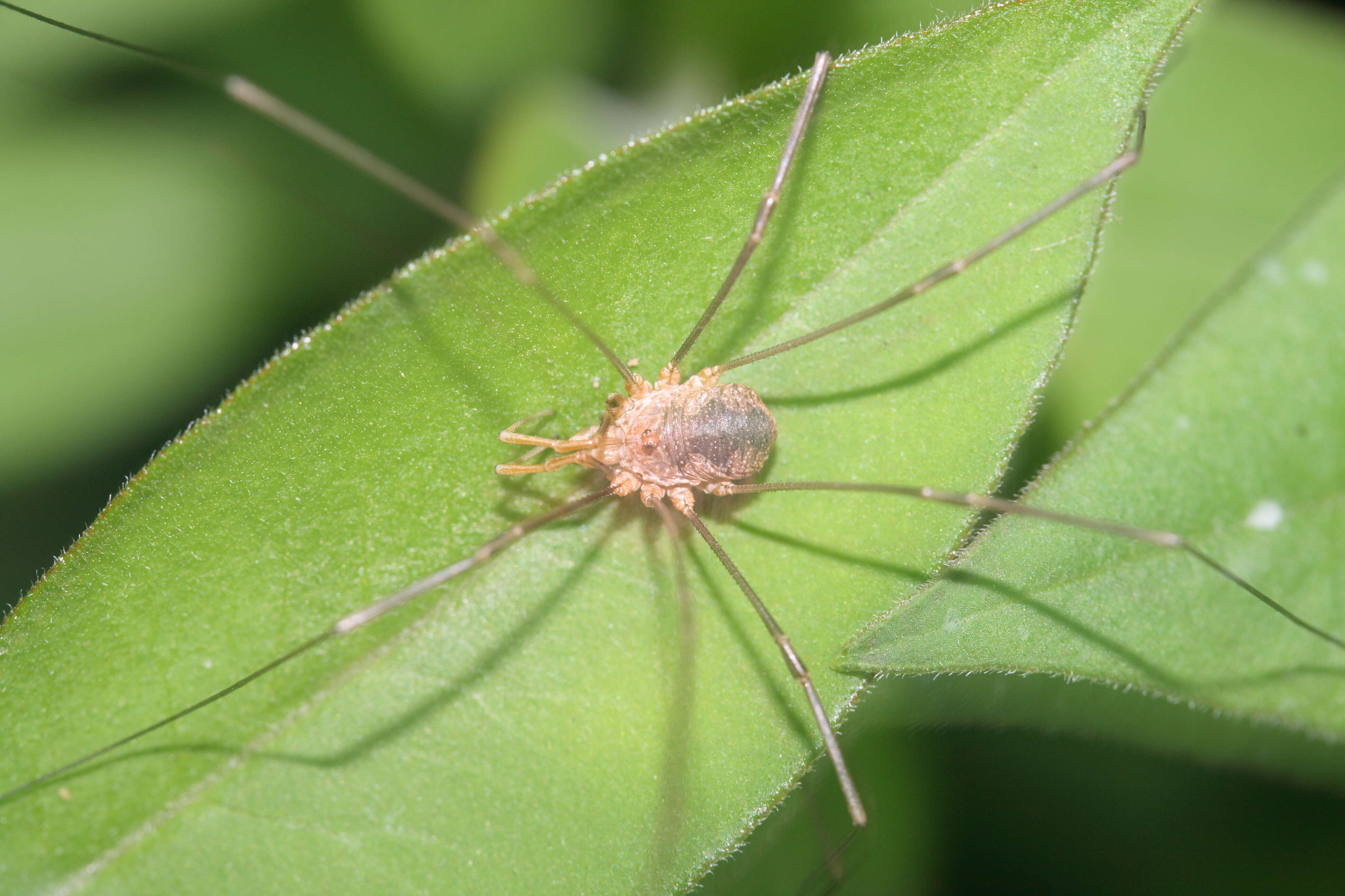 Image of Daddy longleg