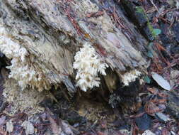 Hericium coralloides (Scop.) Pers. 1794 resmi