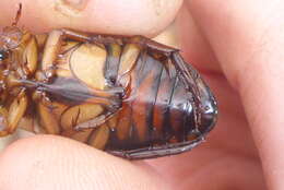 Image of Understriped Diving Beetle