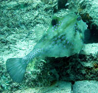 Image of Humpback Turretfish