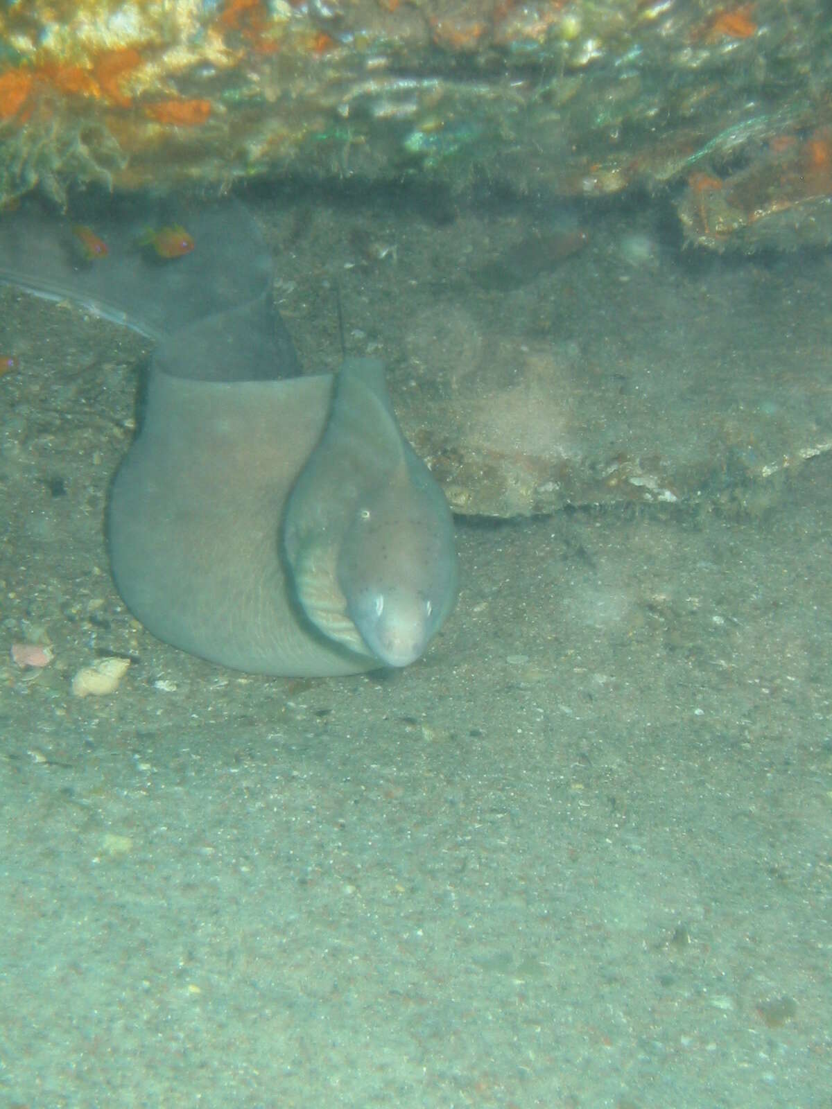 Image of Geometric moray