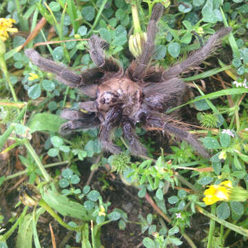 Image of Texas Brown Tarantula