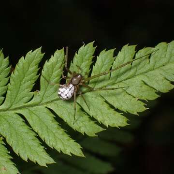 Image of Floronia bucculenta (Clerck 1757)