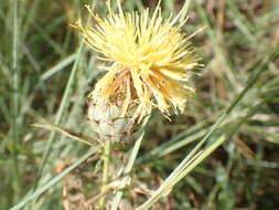 Plancia ëd Centaurea collina L.