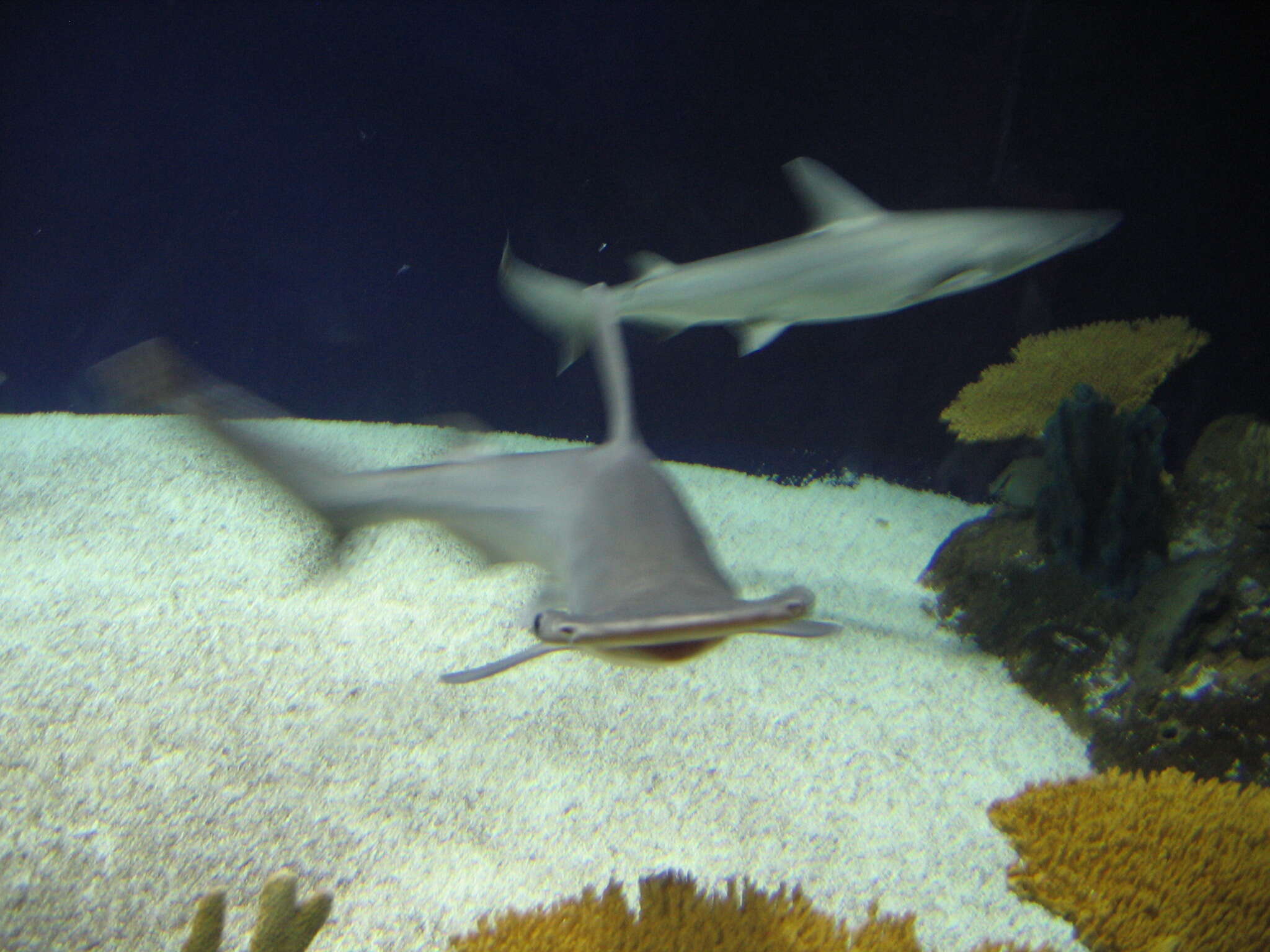 Image of Bonnethead Shark