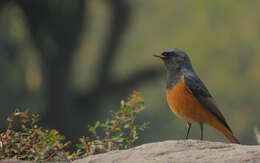 Image of Black Redstart