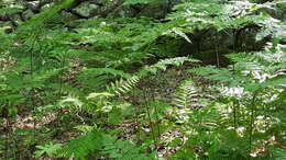 صورة Pteridium latiusculum subsp. latiusculum