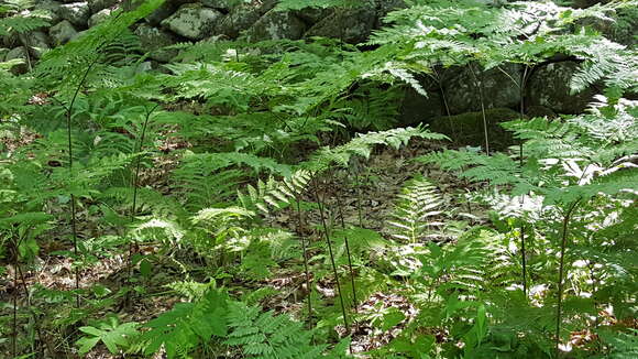 Sivun Pteridium latiusculum subsp. latiusculum kuva