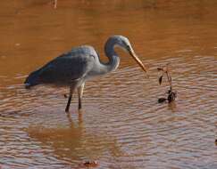 Image of Western Reef Heron