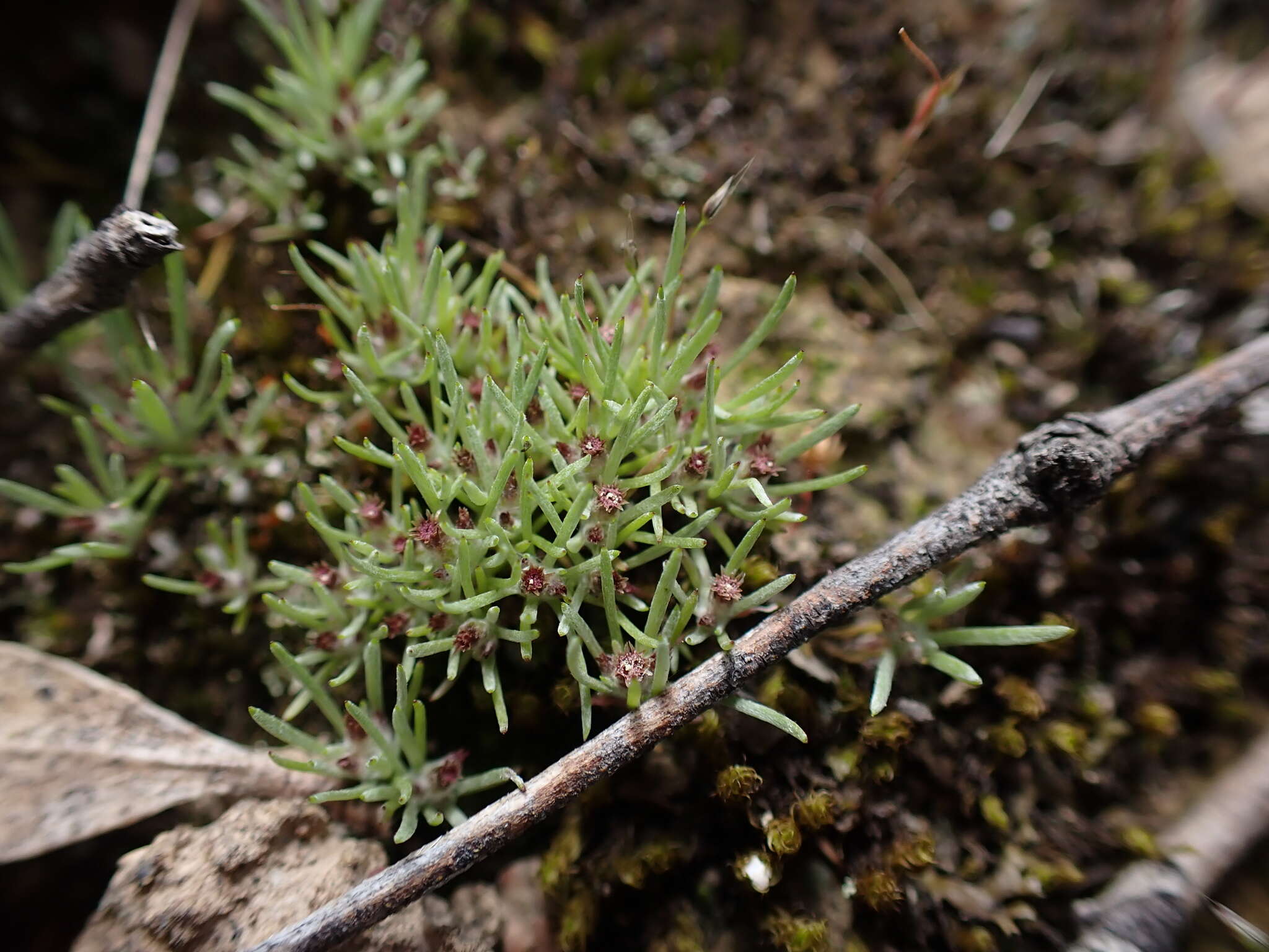 Plancia ëd Gnaphalium indutum Hook. fil.