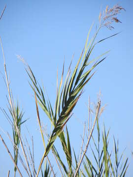 Imagem de Phragmites mauritianus Kunth