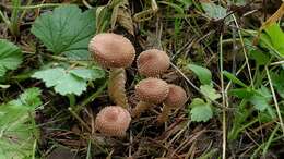 Image of Pholiota terrestris Overh. 1924