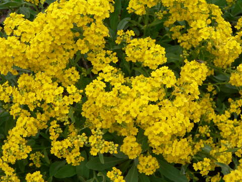 Image of Basket of Gold